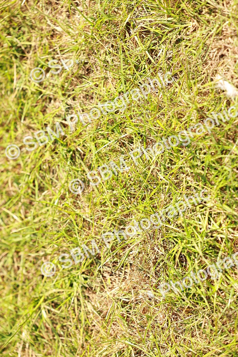 SBM_13299 - Class 70-71 - Side Saddle
