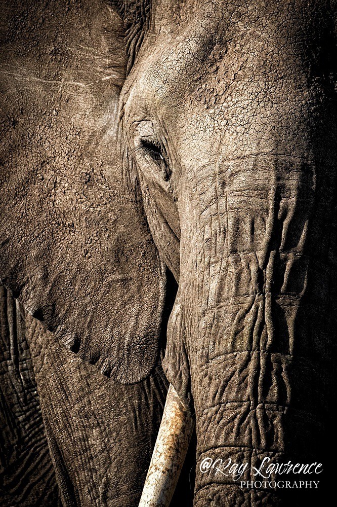 african elephant_RLP144814 - Colour Fine Art Wildlife