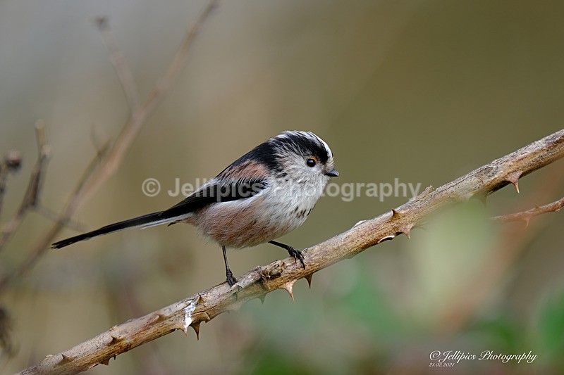  - Wildlife and Nature