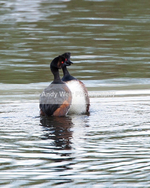 Black Necked Grebe Photograph