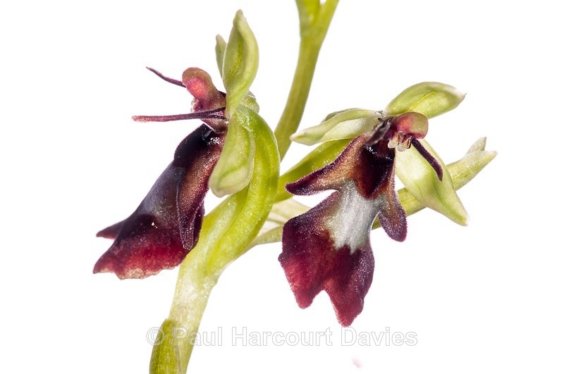  - WB: Orchids - Ophrys