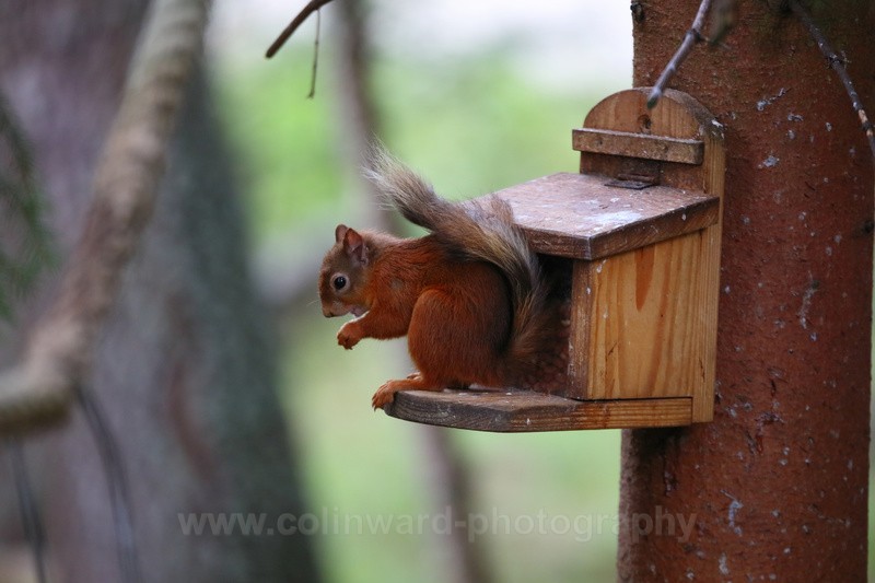 Red Squirrel, Aviemore - Scotland