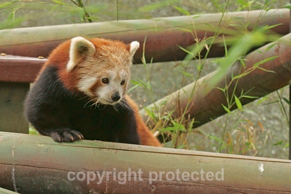 Red Panda - Other Wildlife Species