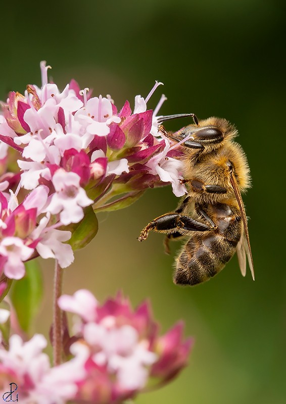 Macro photography by Diana Uzun