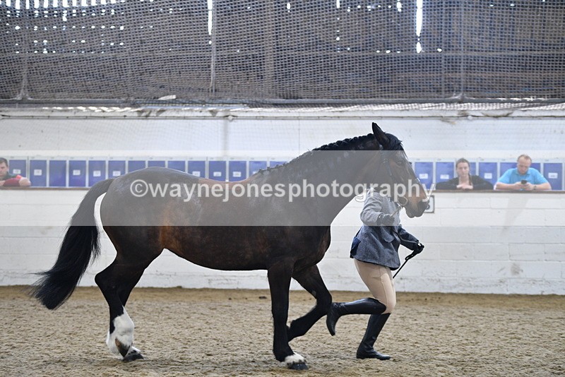 WJ5_4721 - Class 3 Part Bred In hand