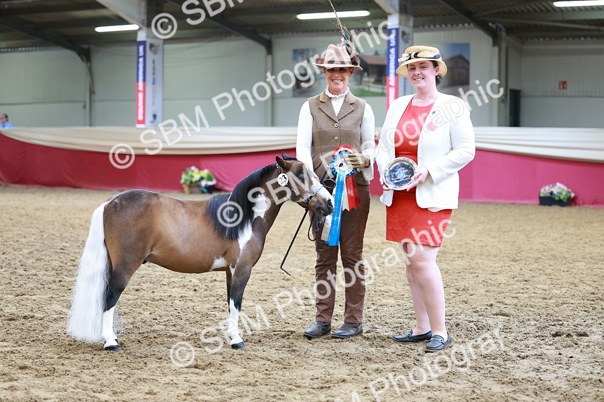 SBM_15747 - Class 110 - IH  Minature Horse