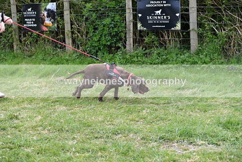 WJ5_0061 - Class 5 Best Veteran / 7 years & over