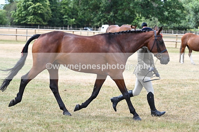 WJ7_1916 - Class 4a Prettiest Mare 14.2hh and over hand