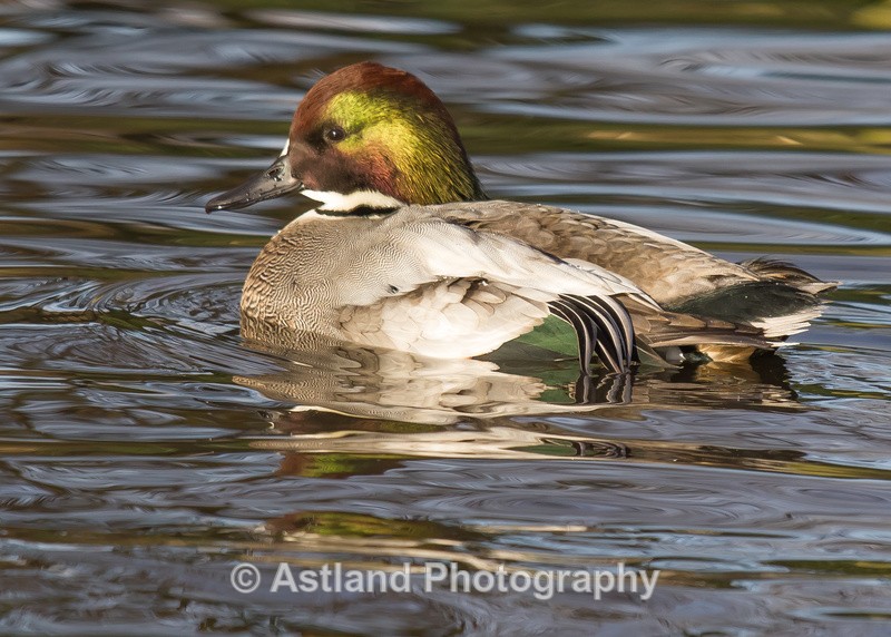 Astland Photography, Bird and Wildlife Images, Susan and Peter Wilson, U.K.