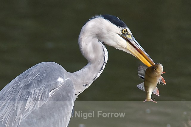 Close-up of Grey Heron with a Perch - Grey Heron