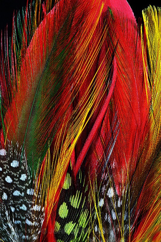 FEATHERS-5-3928 - ABSTRACT DETAIL/CLOSE UP PHOTOS