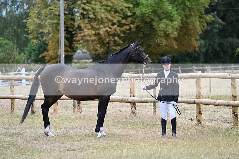 WJ7_8979 - Class 4a Prettiest Mare 14.2hh and over