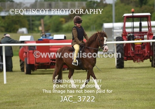 JAC_3722 - 75CM WORKING HUNTER