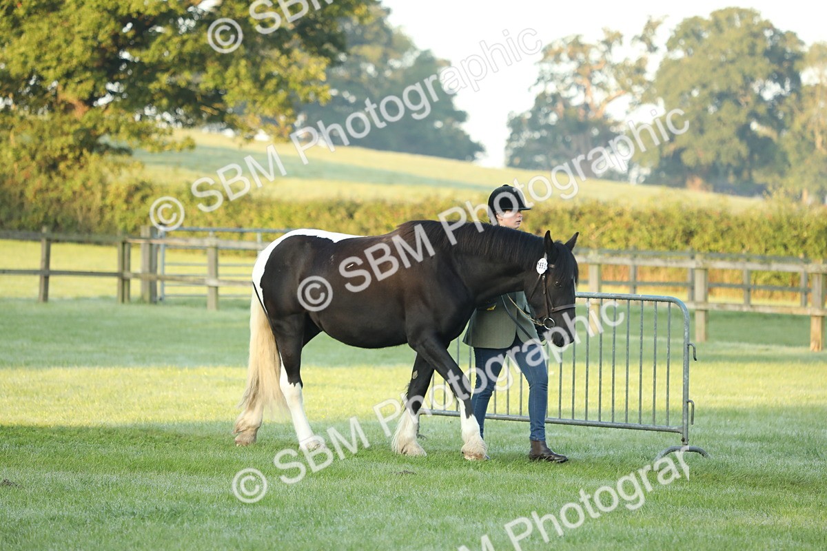 SBM_57776 - S42 - Youngstock
