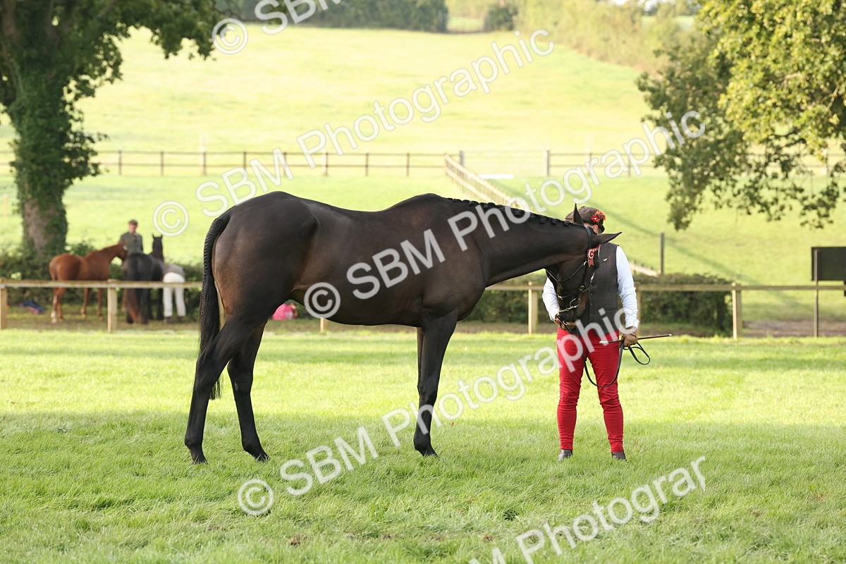 SBM_54937 - S52 - Riding Horse & Hack & thoroughbred In Hand