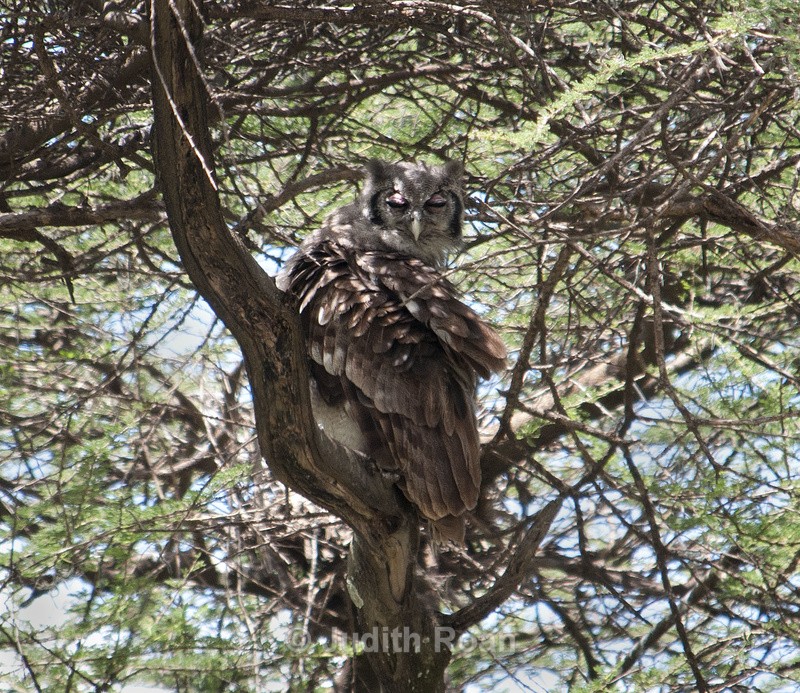 Verreaux's Eagle Owl - Tanzania Birds and Mammals