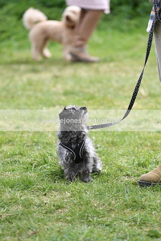 WJ5_9337 - Class 1 Best Cross Breed / Heniz 57