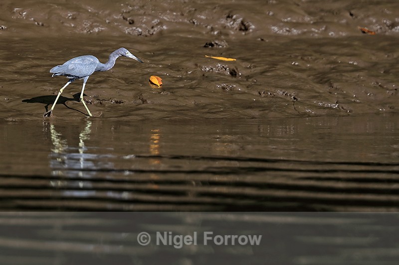 Little Blue Heron, Sierpe River, Costa Rica - Little Blue Heron