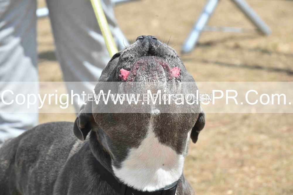 SH4_0068 - Dog show.