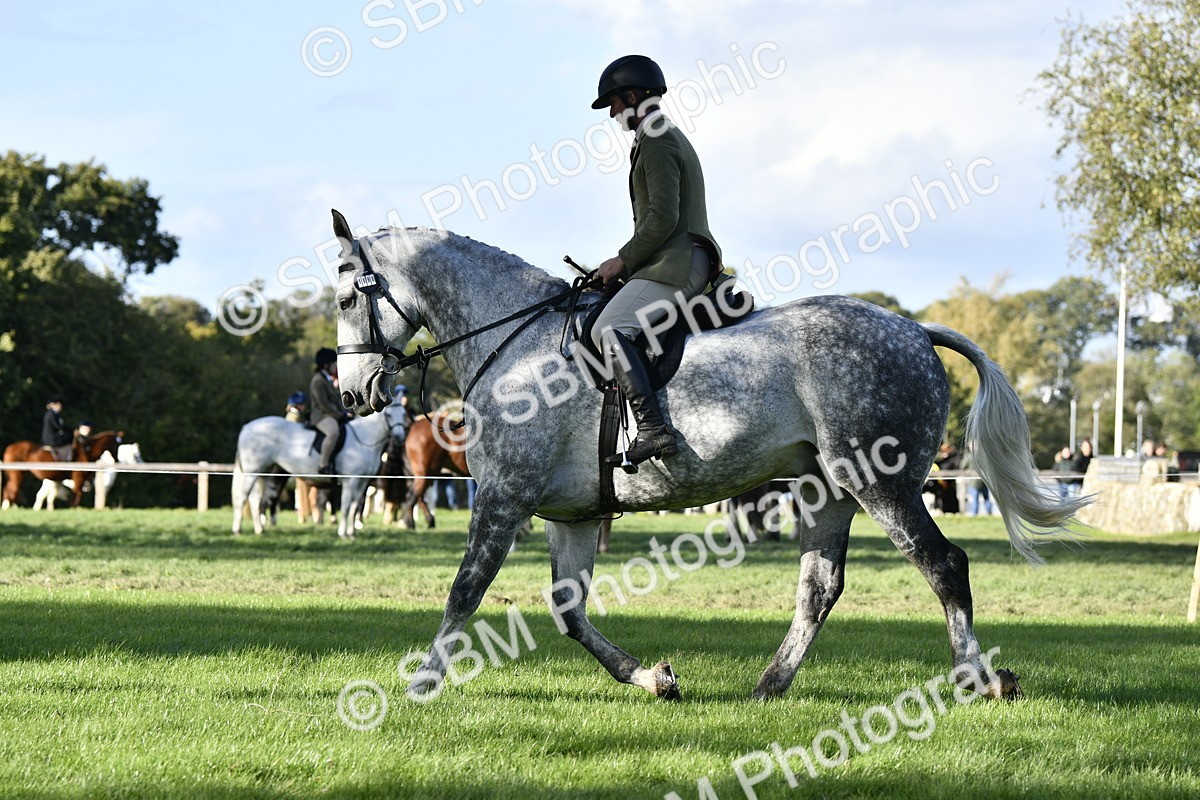 SBM_52227 - S35 - Working Hunter & Working Show Horse