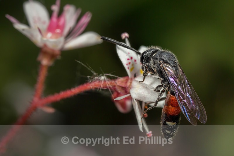 Sapyga quinquepunctata (f) - Sapyga quinquepunctata