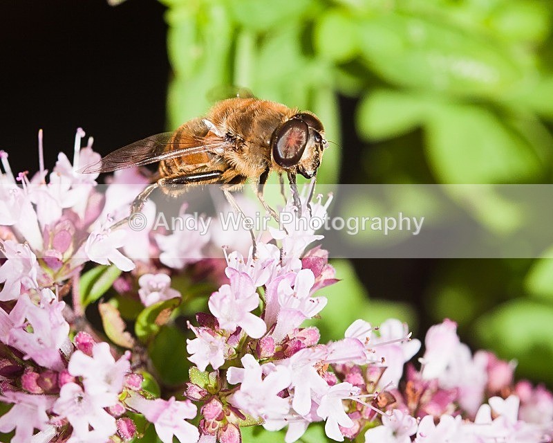 20110814-IMG_6238 - Insects