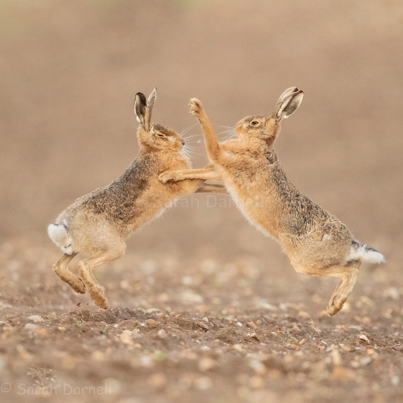 Boxing SD258 - Greeting Cards