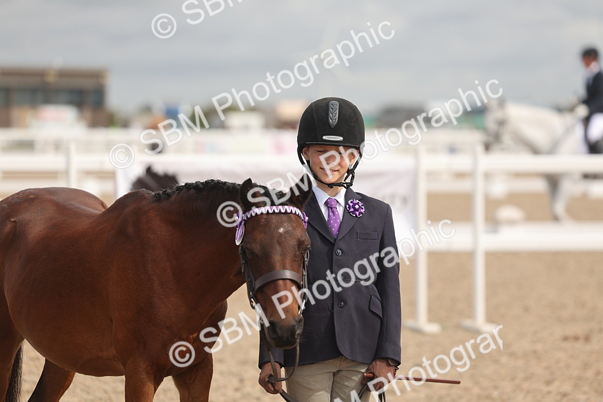 SBM_04449 - Class 18 - Handsomest Gelding (IH or Ridden)