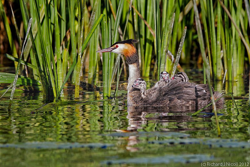 Great Crested Grebe (Podiceps cristatus) juveniles riding on bac - ARPS Panel