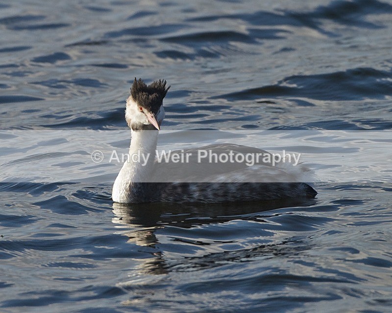20111112-_MG_7547 - Gt Crested Grebe