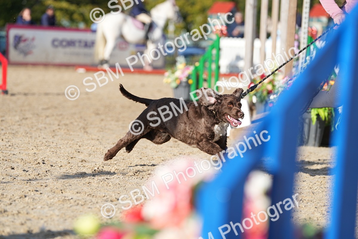 SBM_28962 - J43 - Horse & Hound Open 50cm