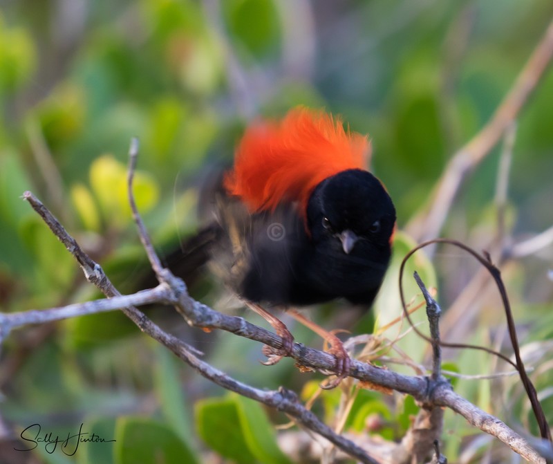 Red Wren Male 12