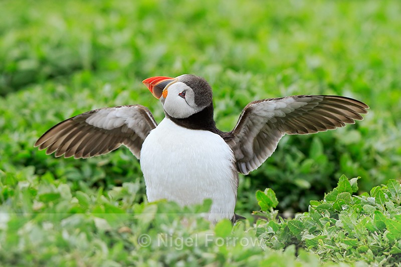 Puffin flapping wings, Inner Farne - Puffin
