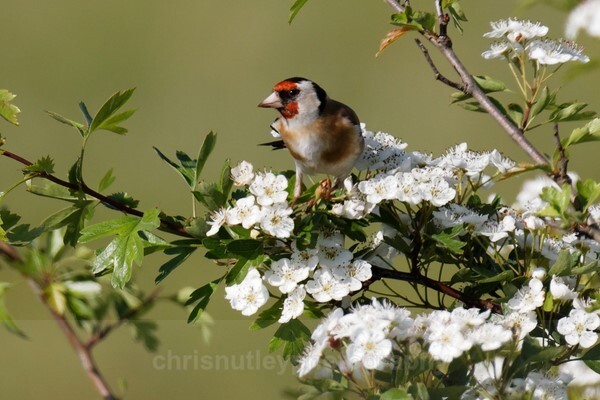  - Birds of Britain and Europe