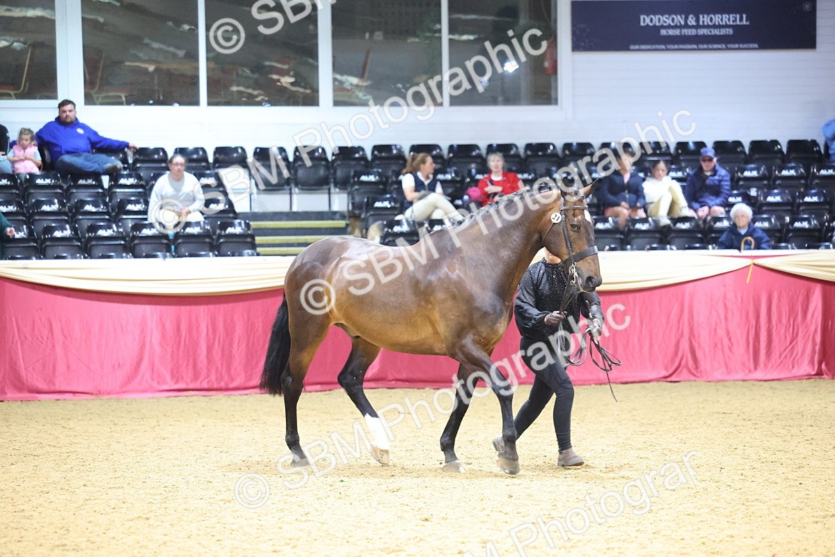 SBM_18791 - Class E IH Horse Champ