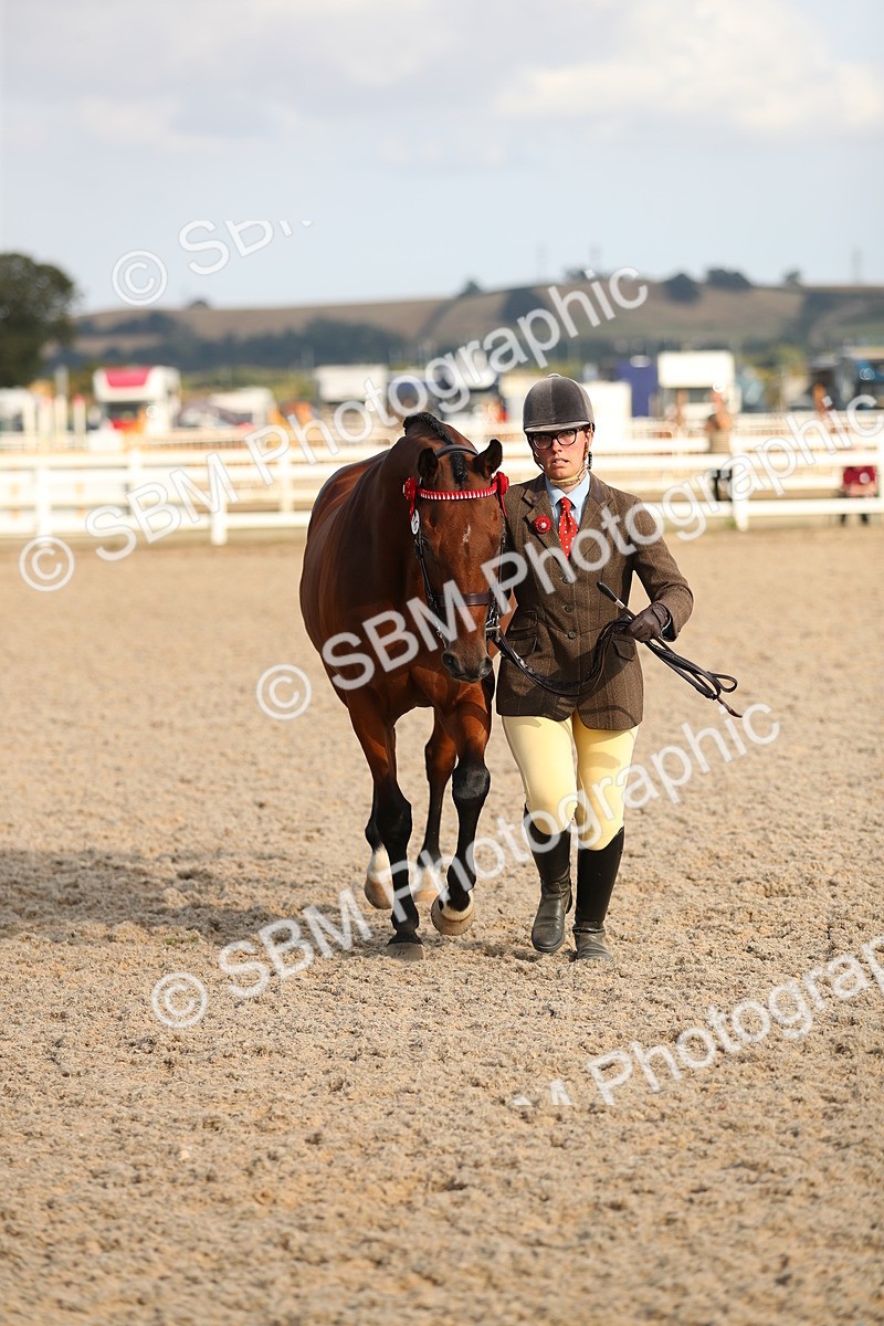 SBM_08639 - Class 28 - IH Veteran Horse