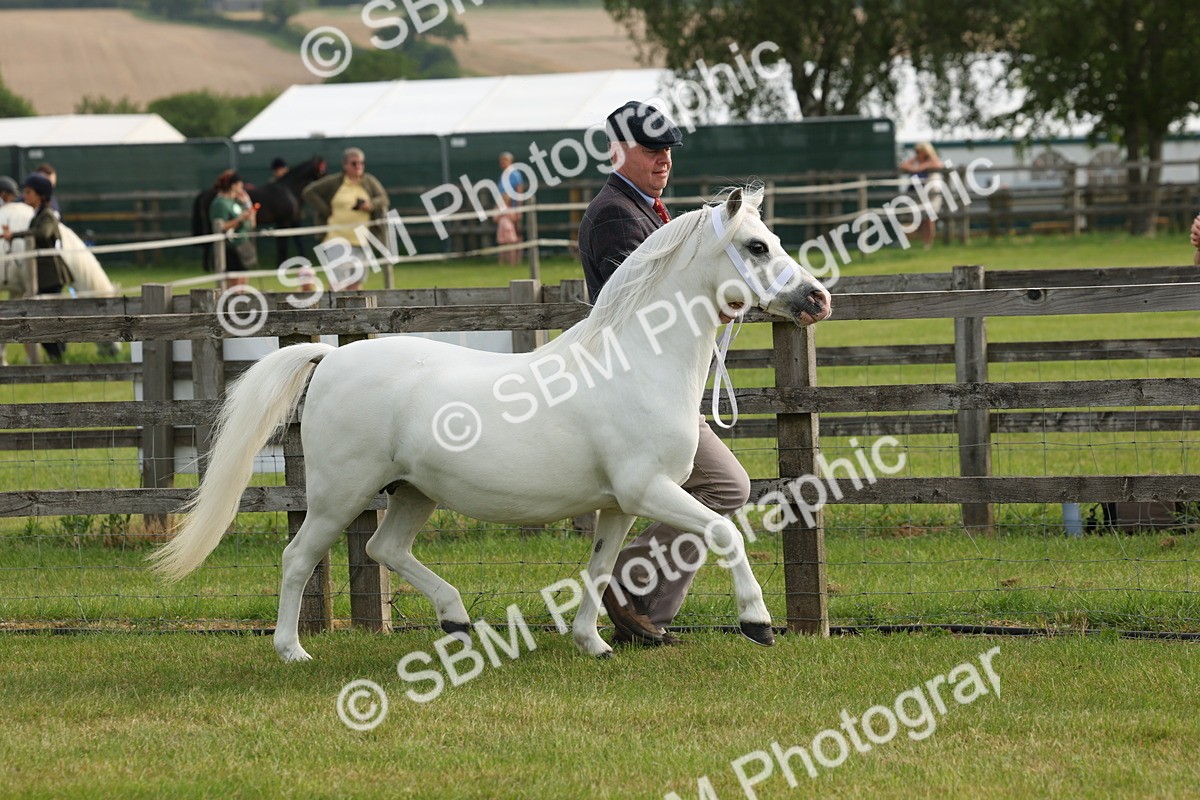 SBM_00496 - Class 6-13 - Mountatin and Moorland In Hand Welsh Breeds