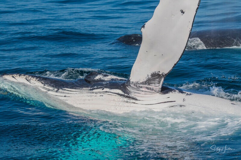 0A3A2672 - 2024 Whale Photos