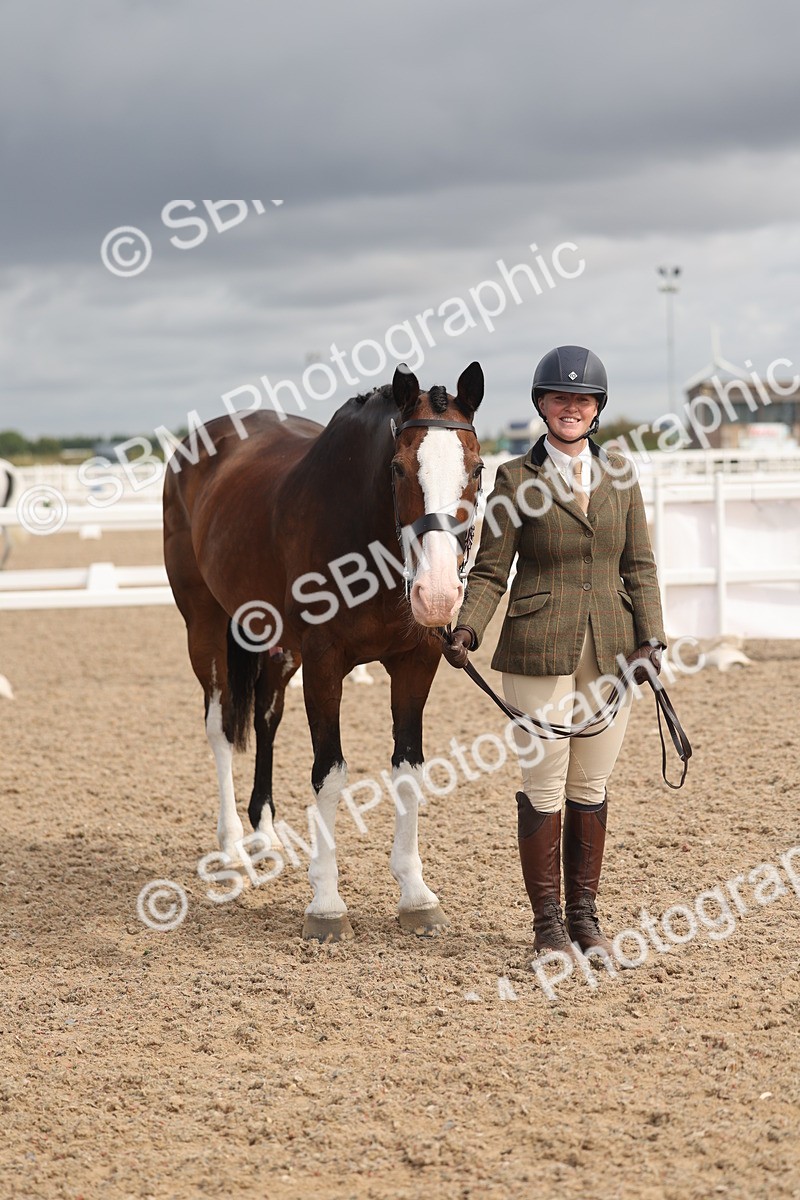 SBM_04427 - Class 18 - Handsomest Gelding (IH or Ridden)