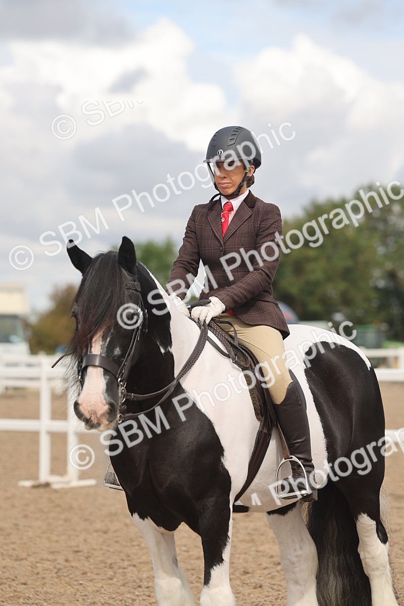 SBM_04444 - Class 18 - Handsomest Gelding (IH or Ridden)