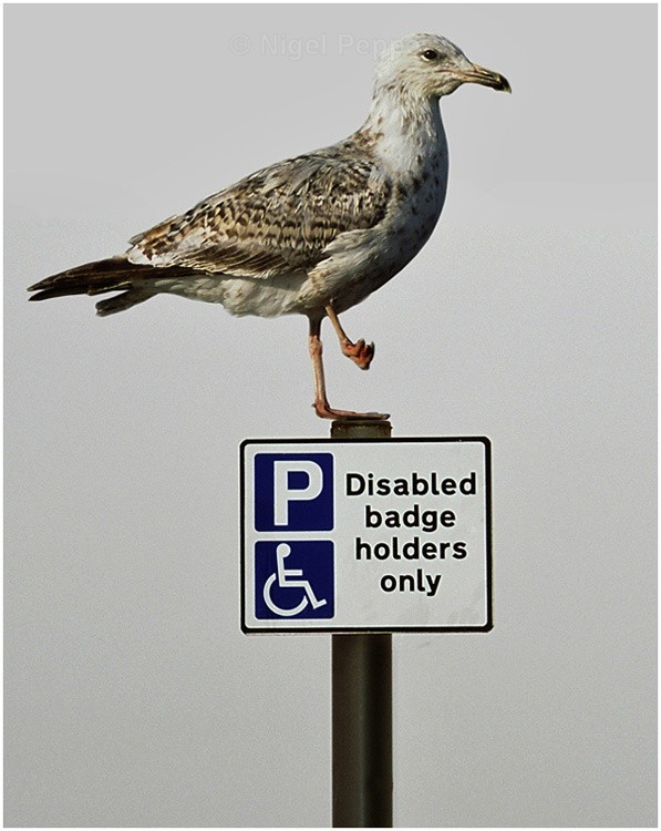 Reserved Parking - Leggy the Herring Gull