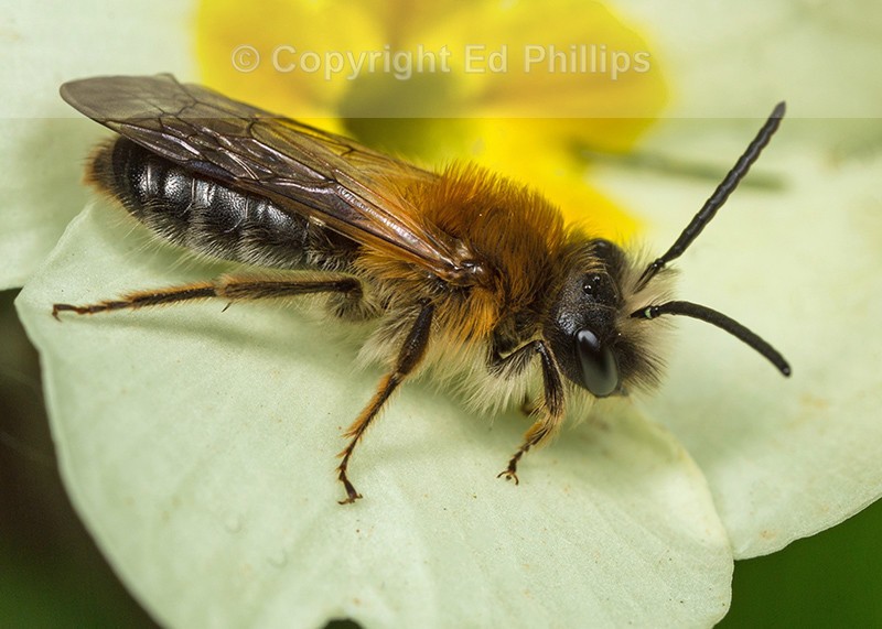Andrena nitida (m)