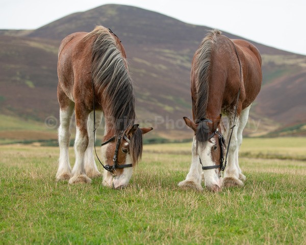 Dionne-187 - DGClydesdales