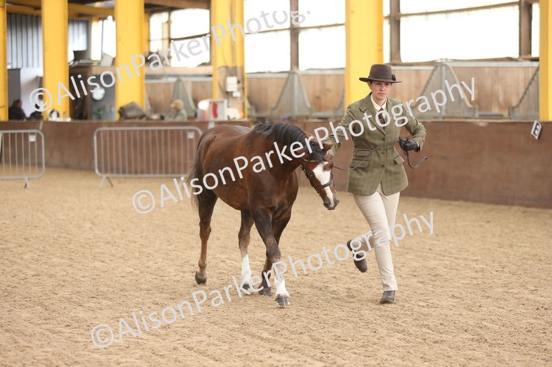 20251109-0665 - Class 22 - Geldings 4 Years and over