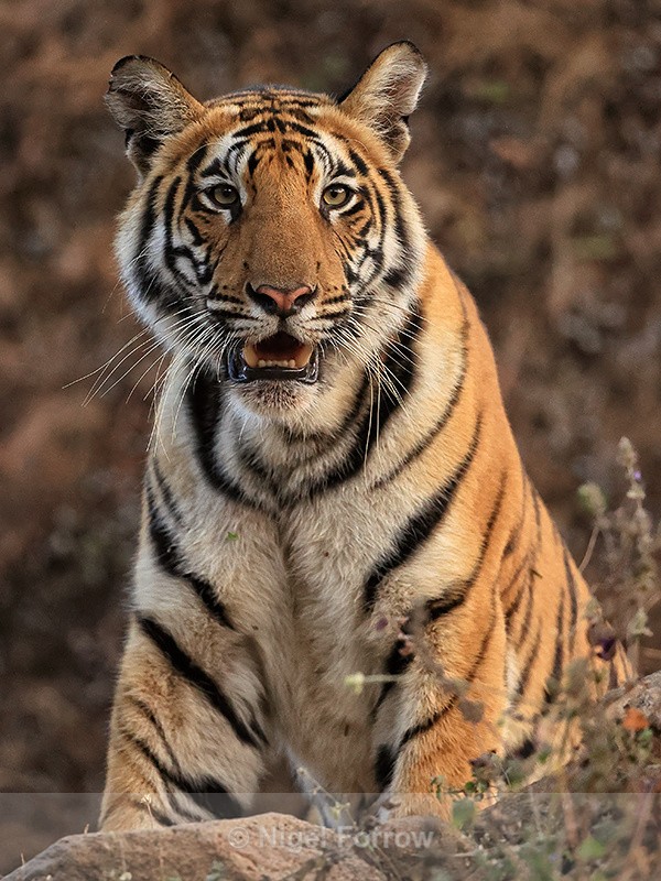 Tiger looking down from above, Bandhavgarh Reserve, India - Tiger