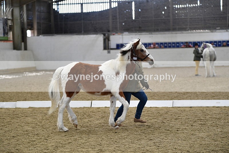 WJ5_4956 - Class 7 In hand coloured / odd coloured