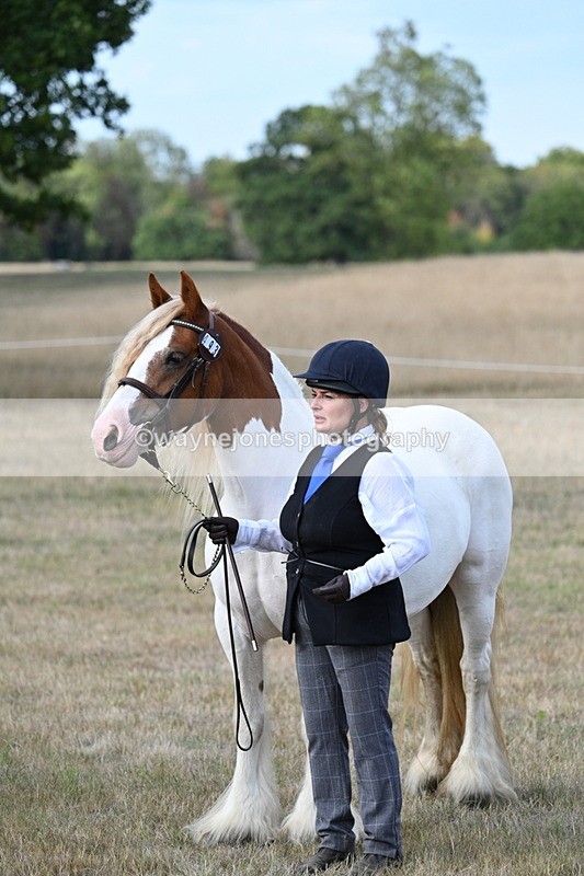 WJ7_8336 - In-hand Championship