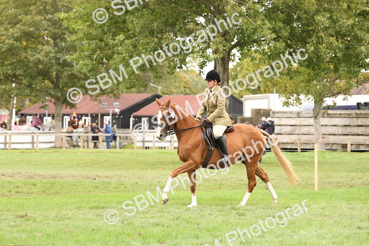 SBM_64224 - S65 - Riding Horse & Hack & Thoroughbred Ridden