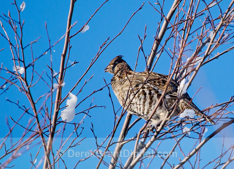 Ruffed Grouse in Winter