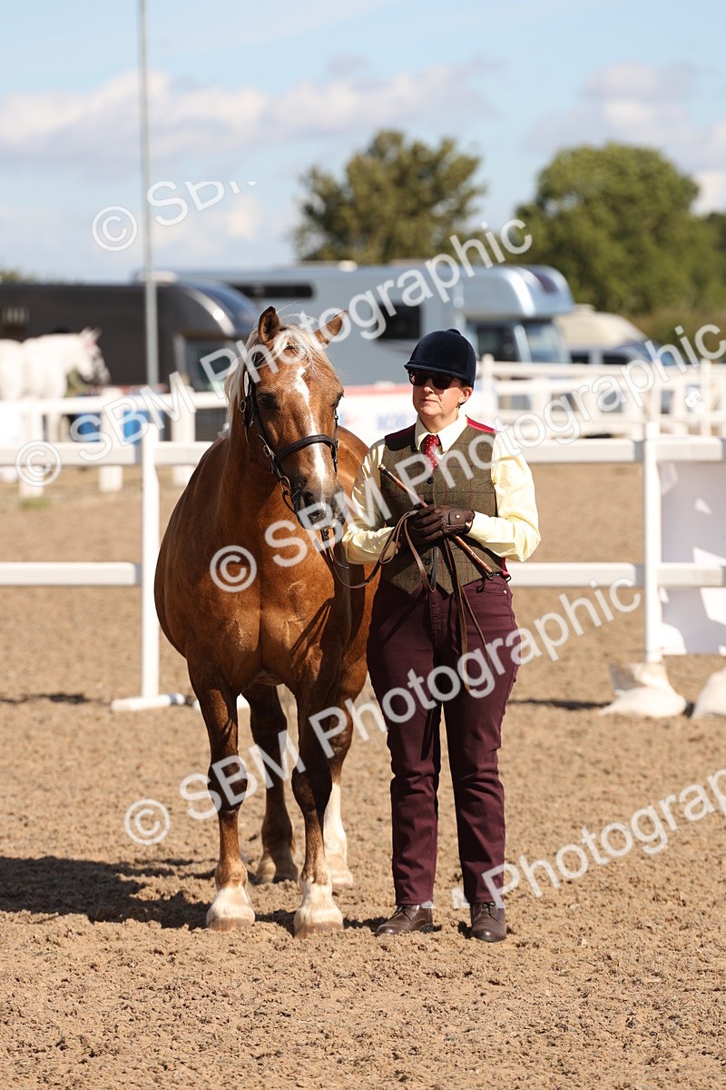 SBM_13938 - Class 205 - IH Show Pony - Show Hunter Pony